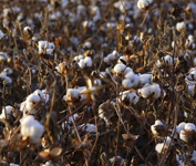 cotton stalk